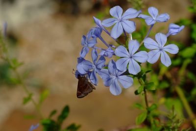 Close-up of insect on flowers