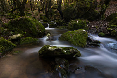 Scenic view of waterfall in forest