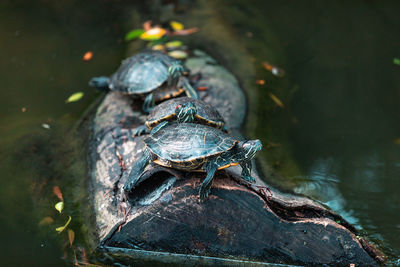 Close-up of turtle in the lake