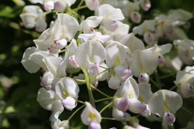 Close-up of white flowering plant