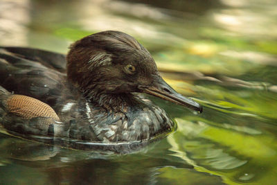 Close-up of duck swimming in lake