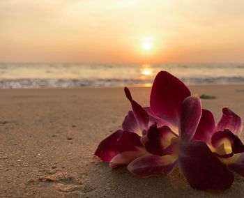 Close-up of flower on beach
