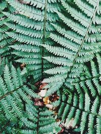 Full frame shot of fern leaves