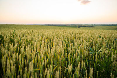 Scenic view of wheat field against sky during sunset