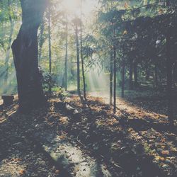 Trees in forest