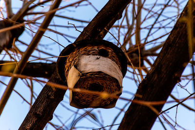 Low angle view of lighting equipment hanging on tree against sky