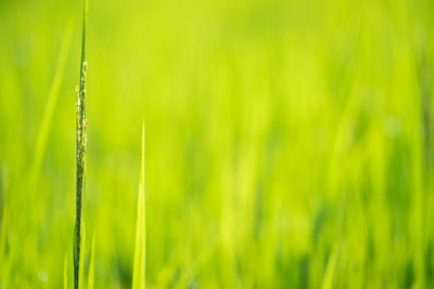 Close-up of fresh green grass in field