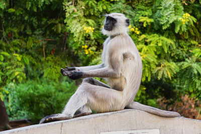 A wild monkey is sitting in a park in jodhpur