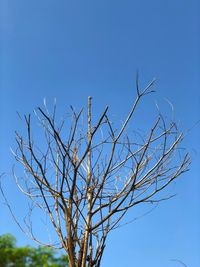 Low angle view of bare tree against clear blue sky