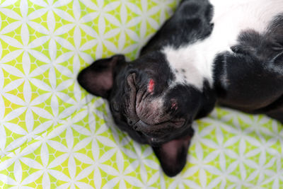 High angle view of dog sleeping on floor