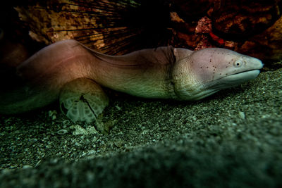 Close-up of snake on rock