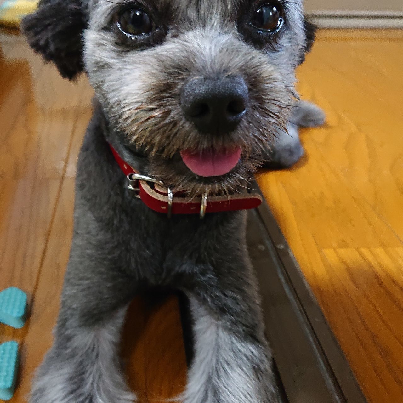 CLOSE-UP PORTRAIT OF DOG ON FLOOR AT HOME