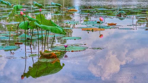 View of water lily in lake