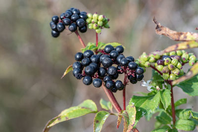 Close-up of berries growing on plant