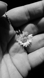 Close-up of flowers in hand