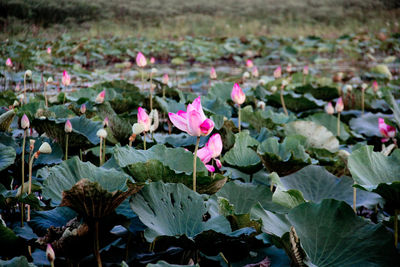 Close-up of pink lotus water lily in garden