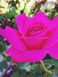 Close-up of pink rose blooming outdoors