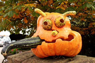 Close-up of pumpkin on tree during autumn