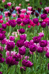 Close-up of pink tulips in field