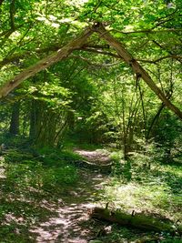 Trees in forest