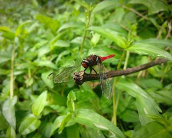 Close-up of insect on leaf