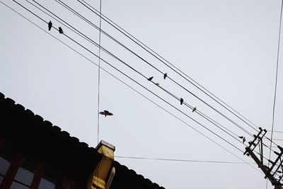 Low angle view of birds flying against clear sky