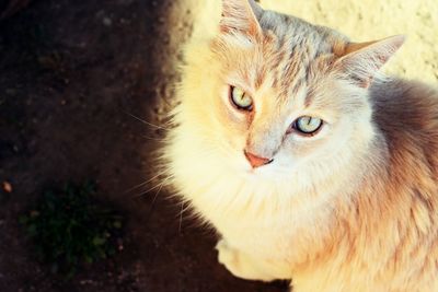 Portrait of cat on field