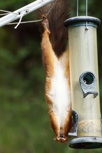 Close-up of eurasian red squirrel on bird feeder