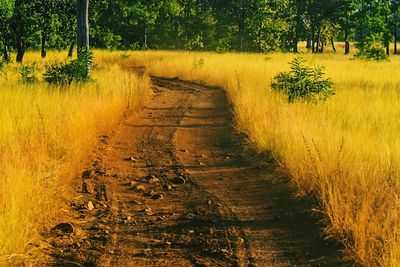 Dirt road amidst trees