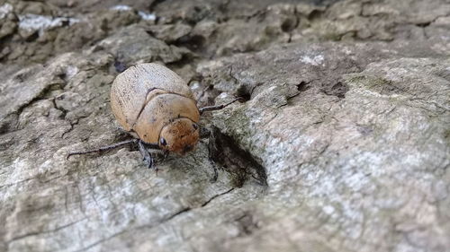 Close-up of insect on rock