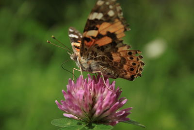 Close-up of butterfly pollinating on purple flower