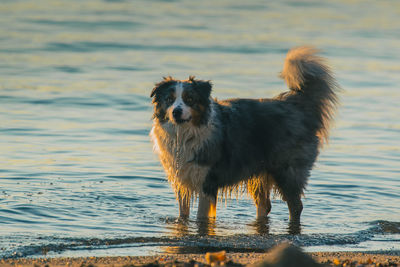 Dog standing on wet shore
