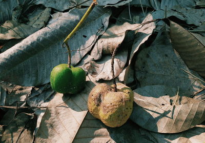 High angle view of fruits on dry leaves