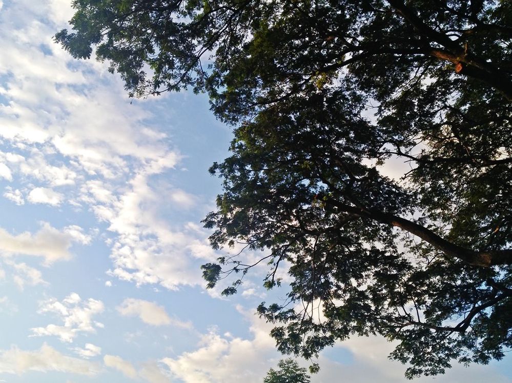 tree, sky, low angle view, plant, growth, beauty in nature, cloud - sky, nature, branch, day, no people, tranquility, outdoors, scenics - nature, idyllic, silhouette, tranquil scene, sunlight, directly below, tree canopy