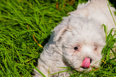 Close-up of dog relaxing on grass