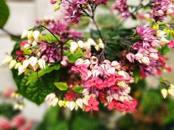 Close-up of pink flowering plant