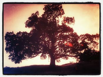 Trees at sunset