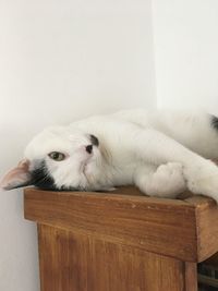 Portrait of white cat resting on wood at home