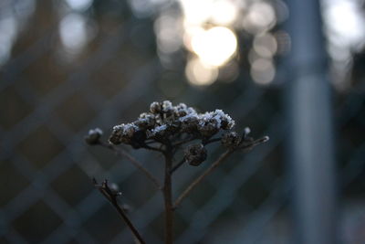 Close-up of frozen plant on railing during winter
