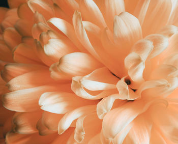 Full frame shot of orange flowers