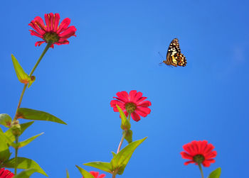 Close-up of butterfly pollinating on red flower