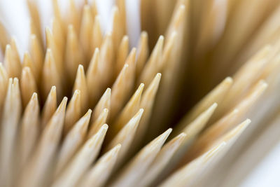 Close-up of toothpicks