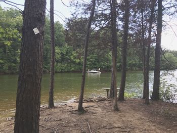 Scenic view of lake in forest