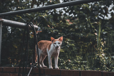 Orange tabby cat standing on a brick wall