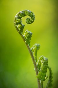 Close-up of frog on plant