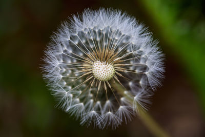 Close-up of dandelion