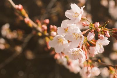 Close-up of cherry blossoms in spring