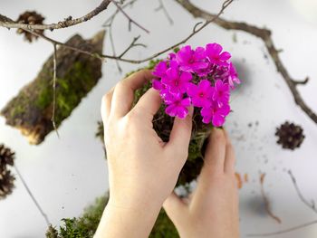 Kokedama, fashionable japanese moss ball, bonsai for the poor, a tussock of moss with a pink flower