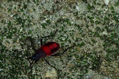 Close-up of insect on red leaf