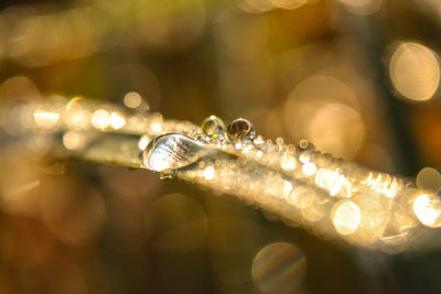 Close-up of dew drops on illuminated blurred background